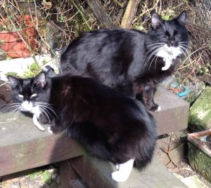 My long haired black and white cats Fee and Bee in happier times